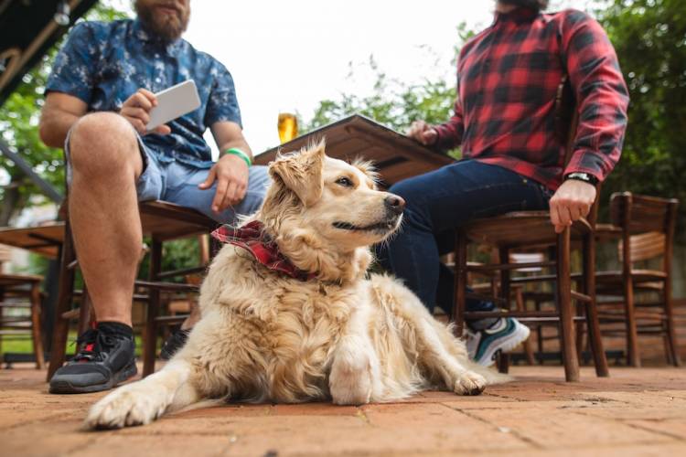 dog on restaurant patio