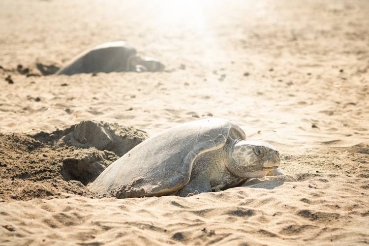 sea turtles laying eggs on the beach