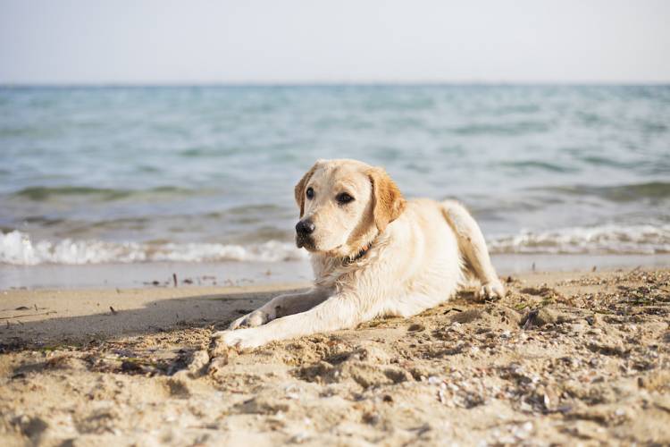 dog on beach