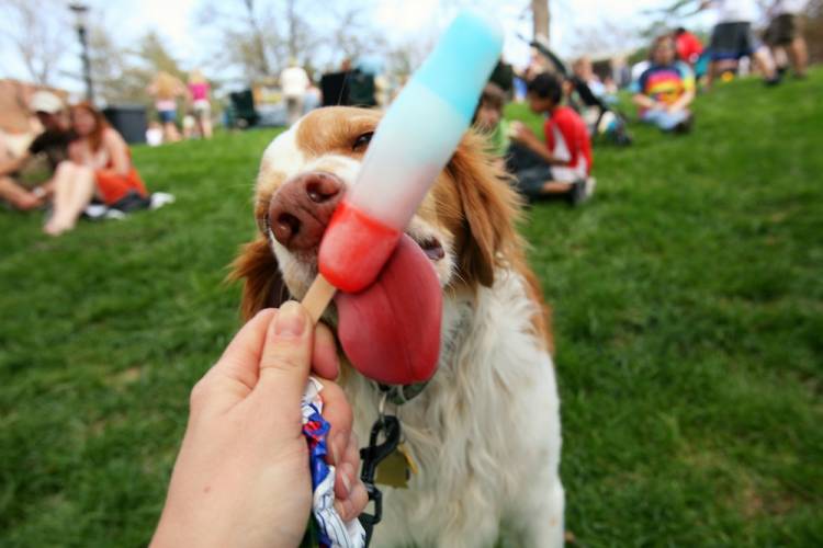dog eating popsicle at 4th of july event