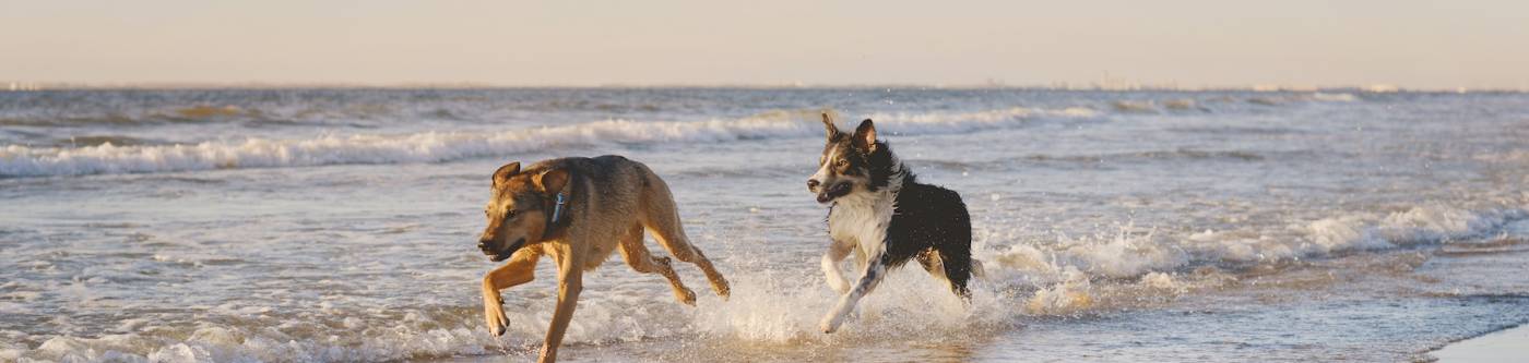 dogs running on beach